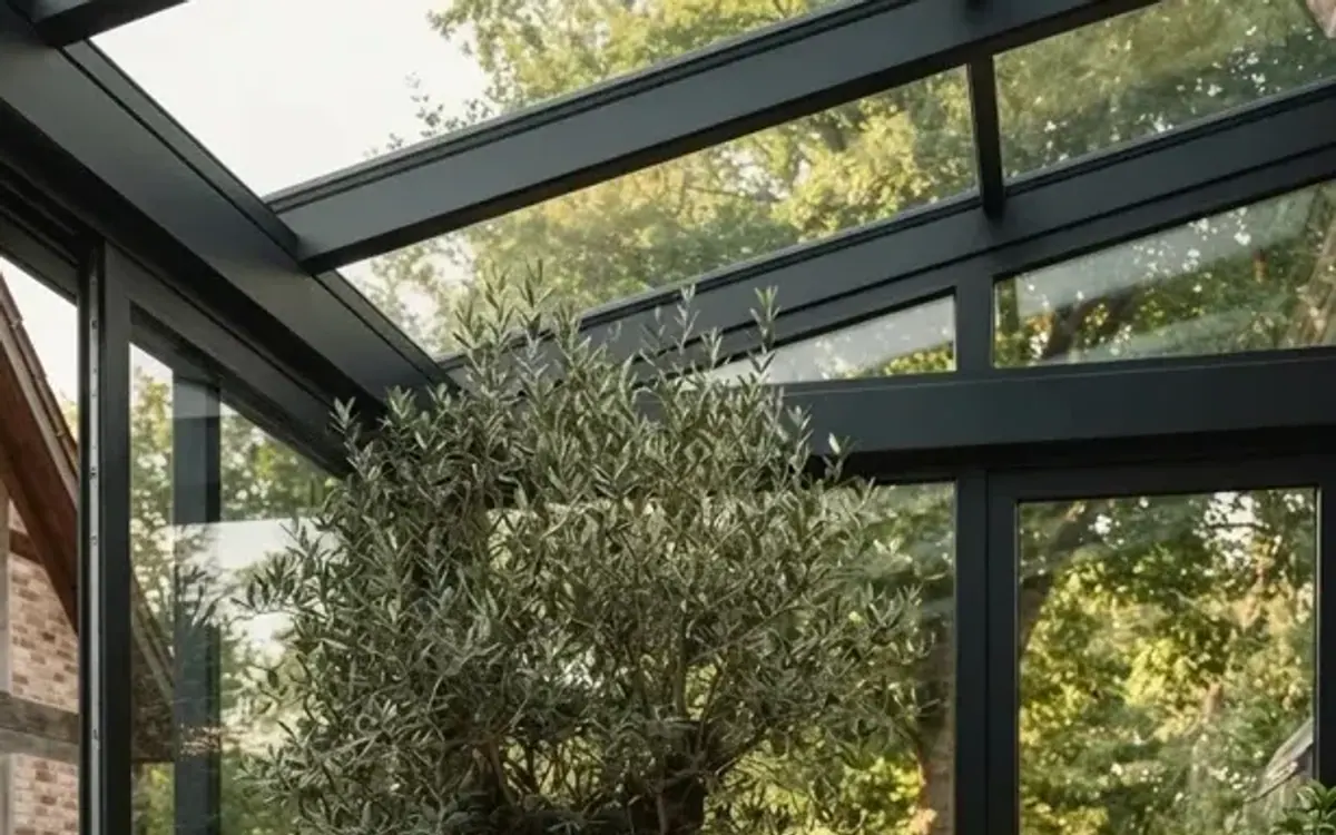 Olivenbaum in einem Wintergarten mit Glasdach